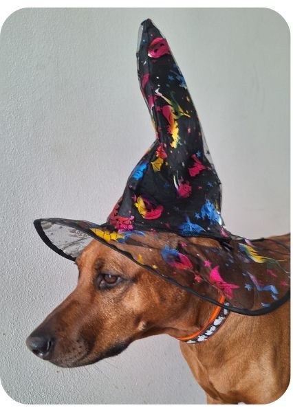 Halloweenský obojek pro psa